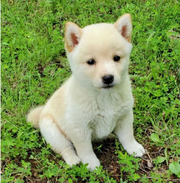 regalo due cuccioli di shiba inu per l'adozione 