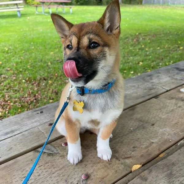 regalo cuccioli shiba inu