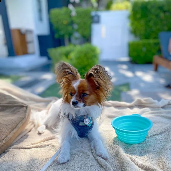 regalo papillon cuccioli meravigliosi ! 