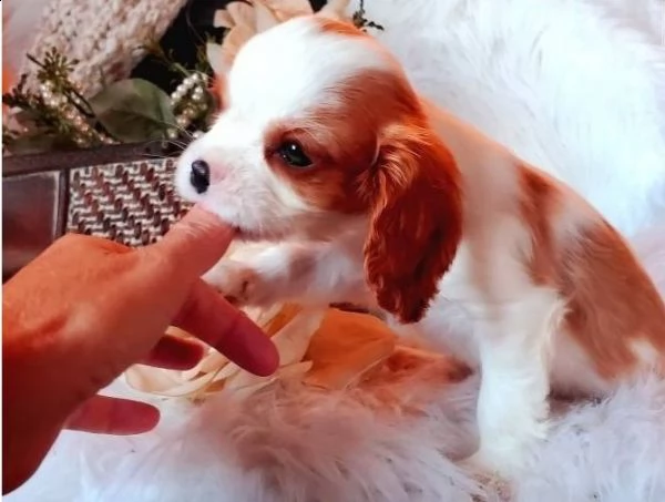  cuccioli di cavalier king  femminucce e maschietti per l'adozione 