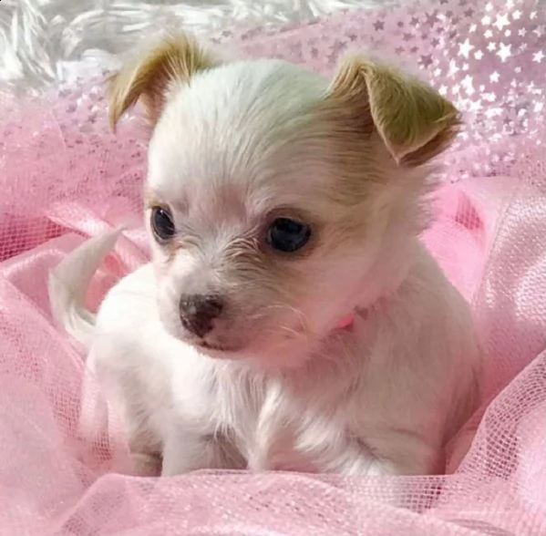 regalo cuccioli dolce e bella chihuahua toy