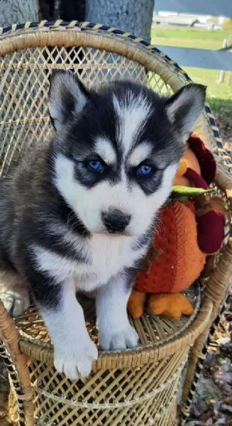 regalo cuccioli siberian husky  maschio e femmina .