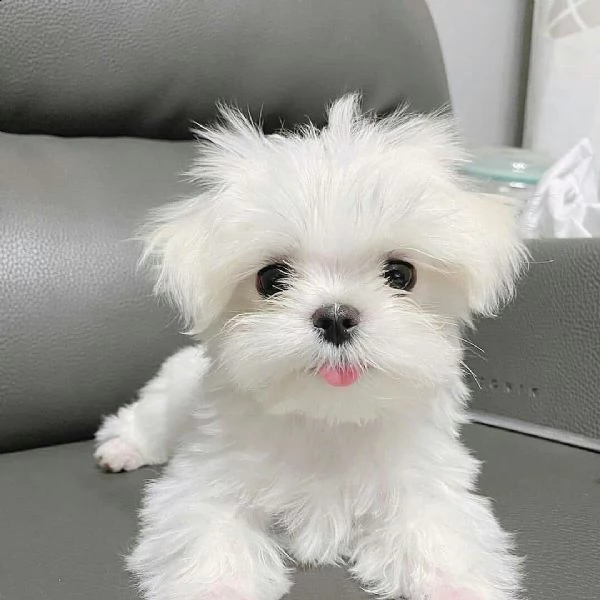  regalo maltese cuccioli disponible