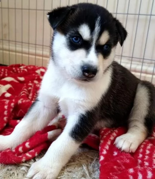 regalo cuccioli siberian husky  maschio e femmina .