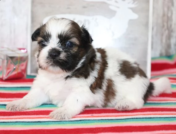 regalo bellissimi cuccioli allevati shih-tzu, colore bianco e nero.