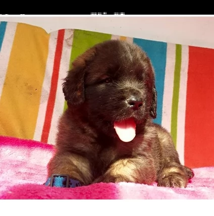 bellissimi cuccioli di leonberger registrati 