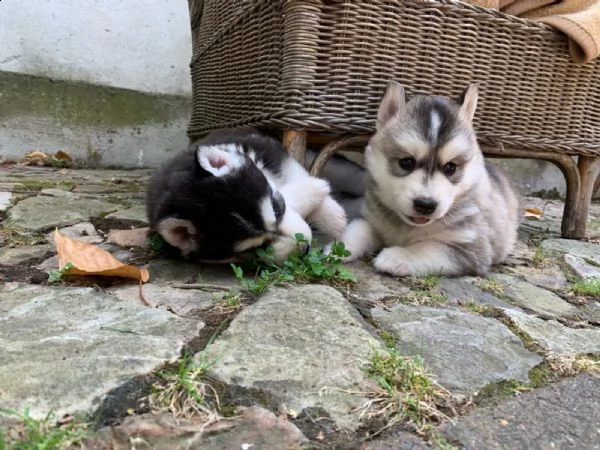 bellissimi occhi azzurri siberian husky,  | Foto 2