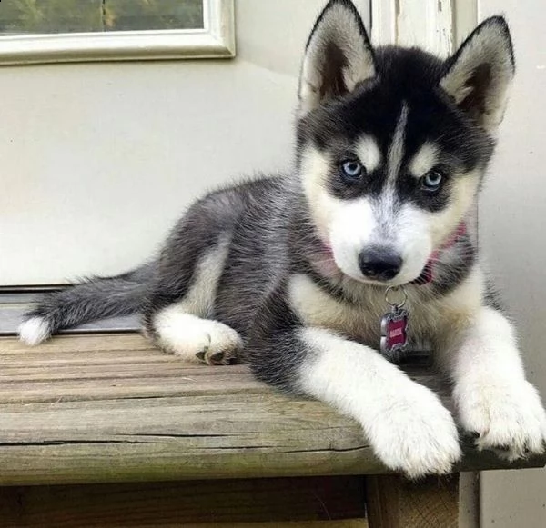 bellissimi occhi azzurri siberian husky,  | Foto 0