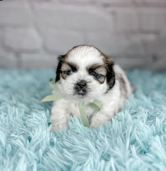 regalo bellissimi cuccioli allevati shih-tzu, colore bianco e nero.