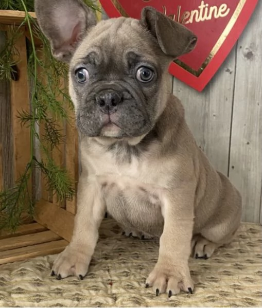 cuccioli di bulldog francese per l'adozione (due)