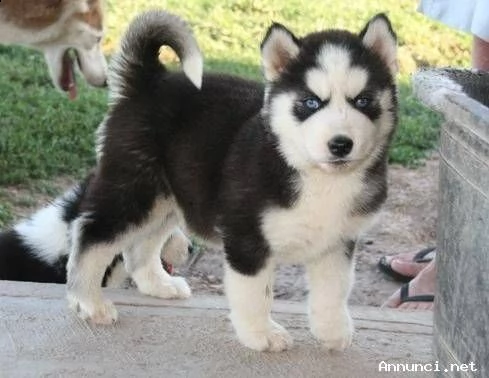 vendita cucciolo cuccioli di husky occhi azzurri vari colori italiani