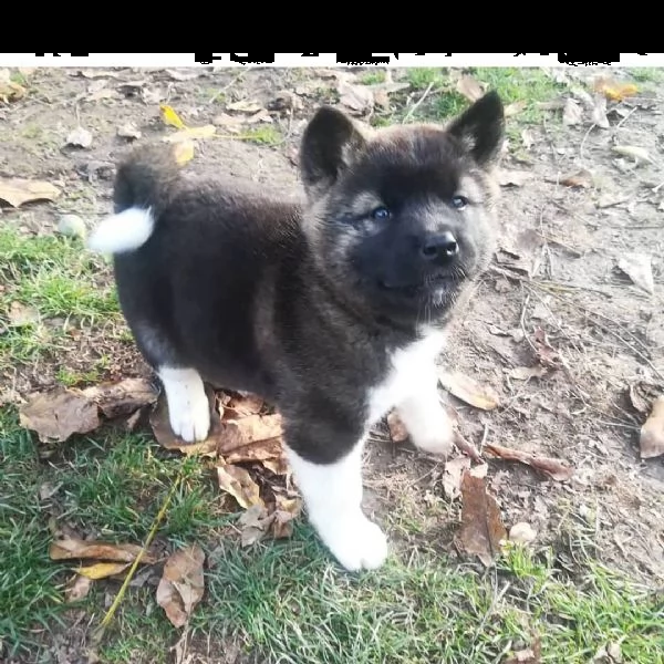 regalo akita cuccioli meravigliosi ! 