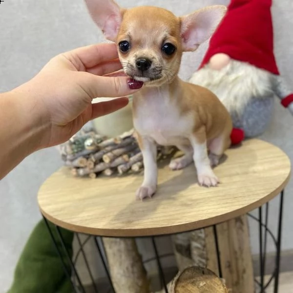 regalo chihuahua cuccioli meravigliosi ! 