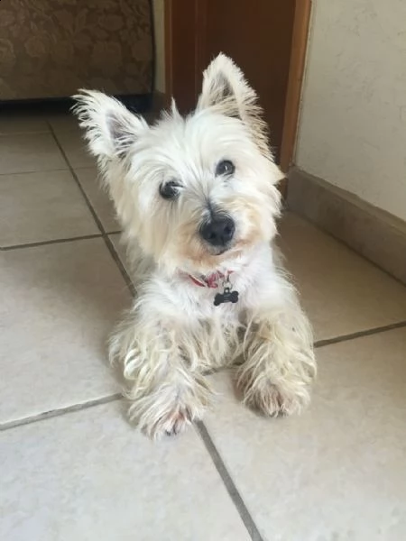  adorabili cuccioli  west highland terrier bianco  femminucce e maschietti disponibili