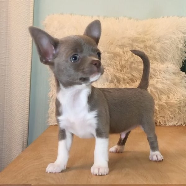 regalo cuccioli di chihuahua 