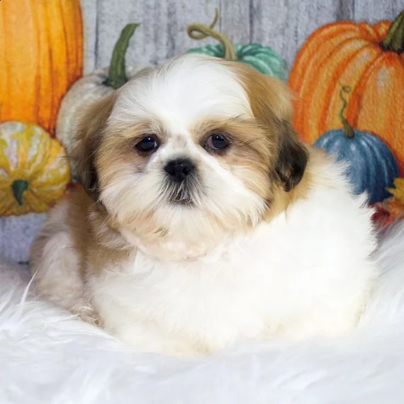 regalo bellissimi cuccioli allevati shih-tzu, colore bianco e nero.