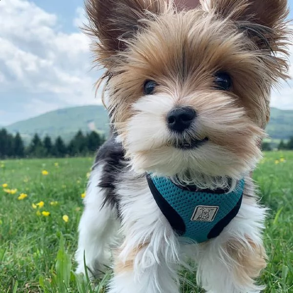 regalo bellissimi maschi e femmine yorkshire  cuccioli