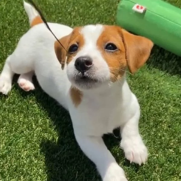 regalo adorabili cuccioli  jack russel     femminucce e maschietti