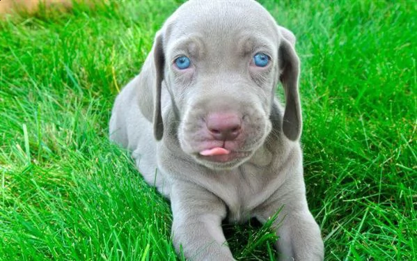   regalo cuccioli weimaraner ciao siamo un piccolo allevamento amatoriale abbiamo a disposizone degl