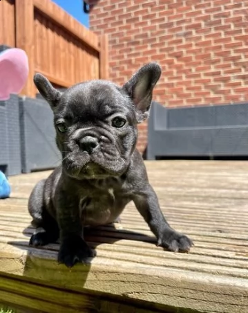 cuccioli di bouledogue francese disponibili oggi