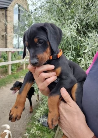 splendidi dobermann cuccioli di tre mesi