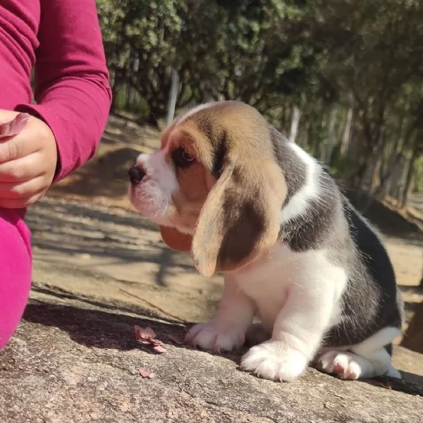 regalo beagle cuccioli meravigliosi ! 