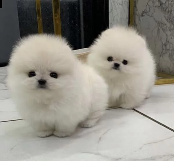 regalo volpino pomerania cuccioli