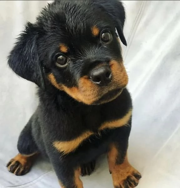 regalo rottweiler  cuccioli, maschio e femmina