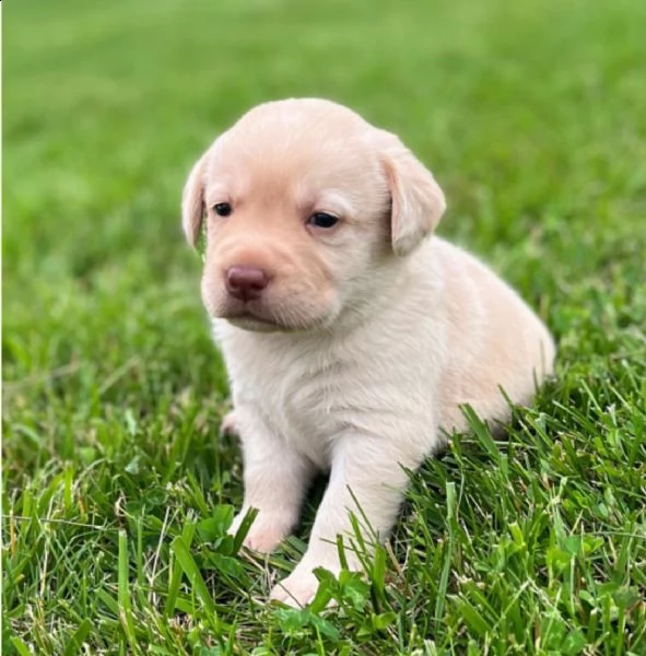 regalo bellissimi cuccioli di labrador .