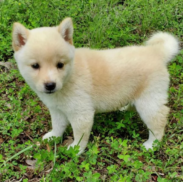  regalo due cuccioli di shiba inu per l'adozione 