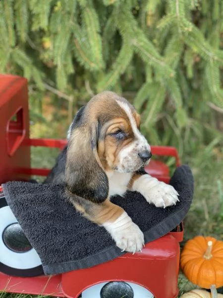 regalo adorabili cuccioli  basset hound femminucce e maschietti gratuita