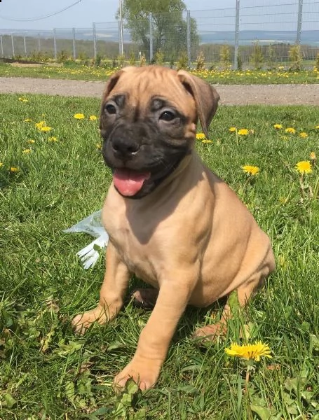 regalo bellissimi maschi e femmine dogue de bordeaux cuccioli  abbiamo disponibili cuccioli di dogue