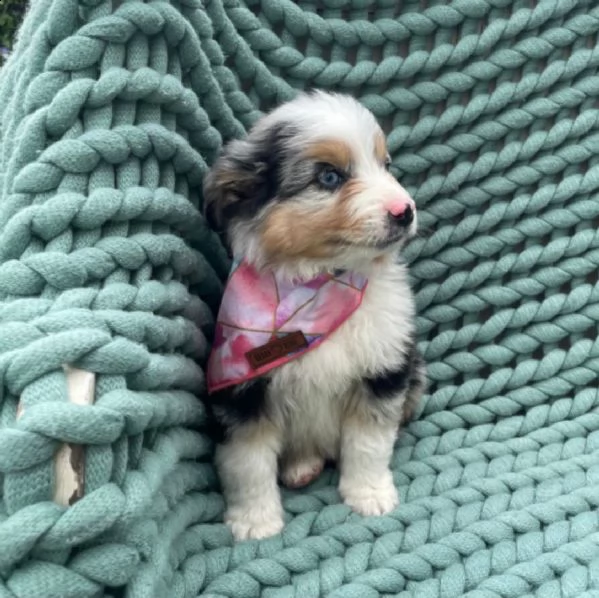 adorabili cuccioli  pastore australiano femminucce e maschietti disponibili 