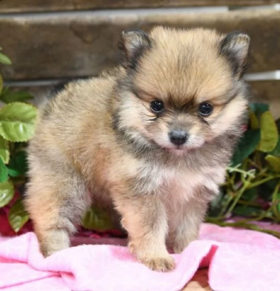 regalo volpino pomerania cuccioli 