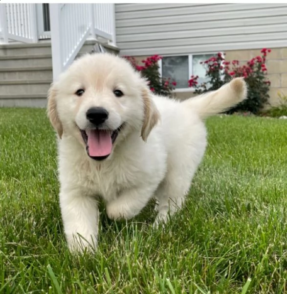  regalo cuccioli di golden retriver .