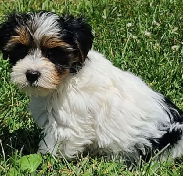 regalo bellissimi cuccioli allevati shih-tzu, colore bianco e nero.