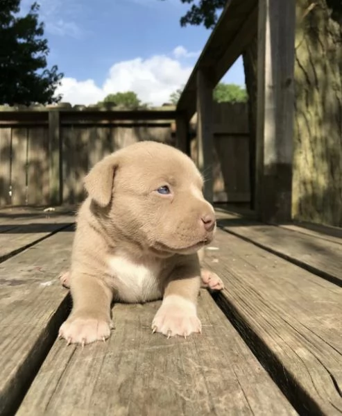 regalo bello labrador  cuccioli maschi e femmine .