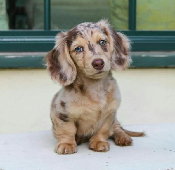 regalo adorabili cuccioli  bassotto (dachshund) femminucce e maschietti disponibili