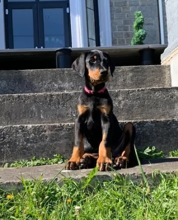 cuccioli di razza dobermann puri