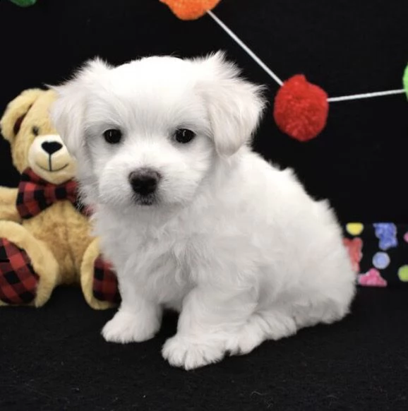 regalo cuccioli maltese 