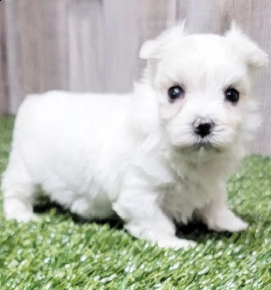 regalo cuccioli di maltese 