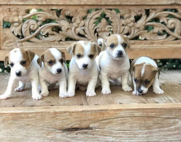 regalo due cuccioli di jack russel per l'adozione