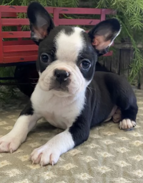 regalo boston terrier  con pedigree 