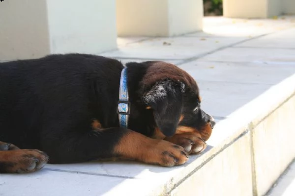 rottweiler cuccioli disponibili | Foto 2