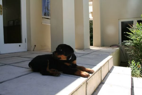 rottweiler cuccioli disponibili | Foto 1