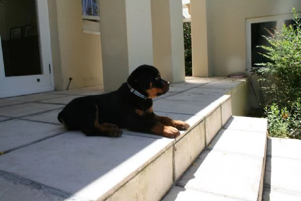 rottweiler cuccioli disponibili | Foto 0