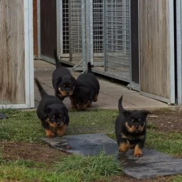 splendidi cuccioli di rottweiler | Foto 0