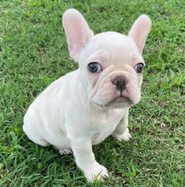 cuccioli di bulldog francese per l'adozione