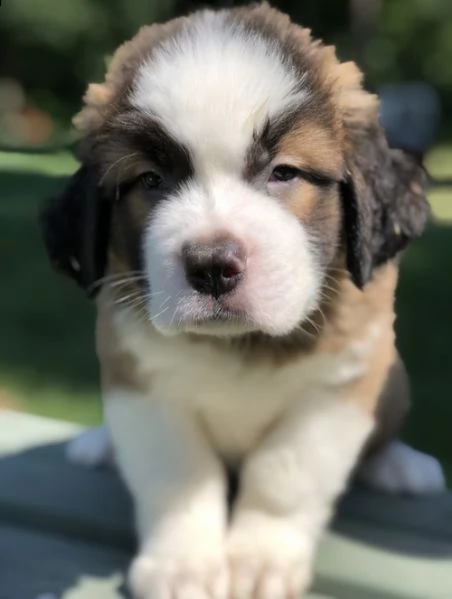 regalo adorabili cuccioli  san bernardo  femminucce e maschietti gratuita