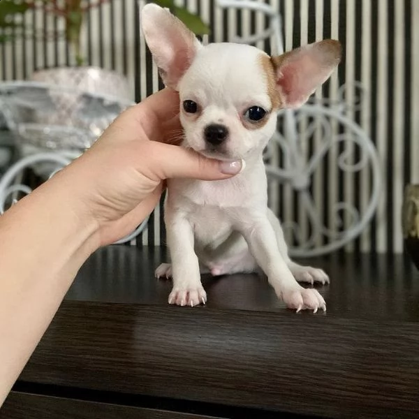   regalo chihuahua cuccioli meravigliosi ! 